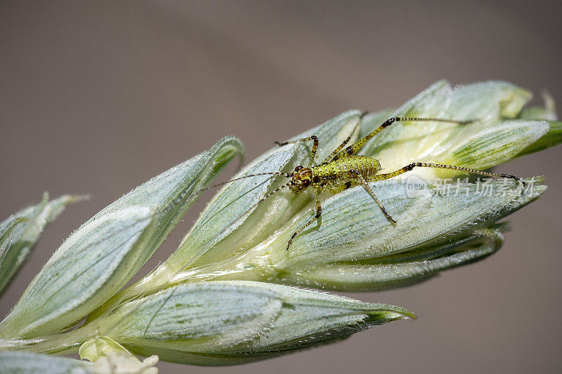 地中海纺织物若虫，Phaneroptera nana